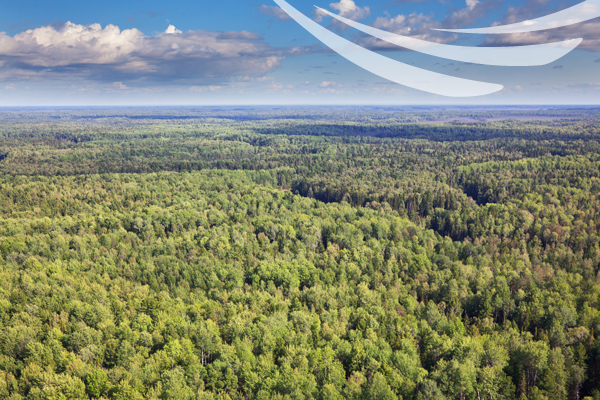 Aerial view of Boreal Forest